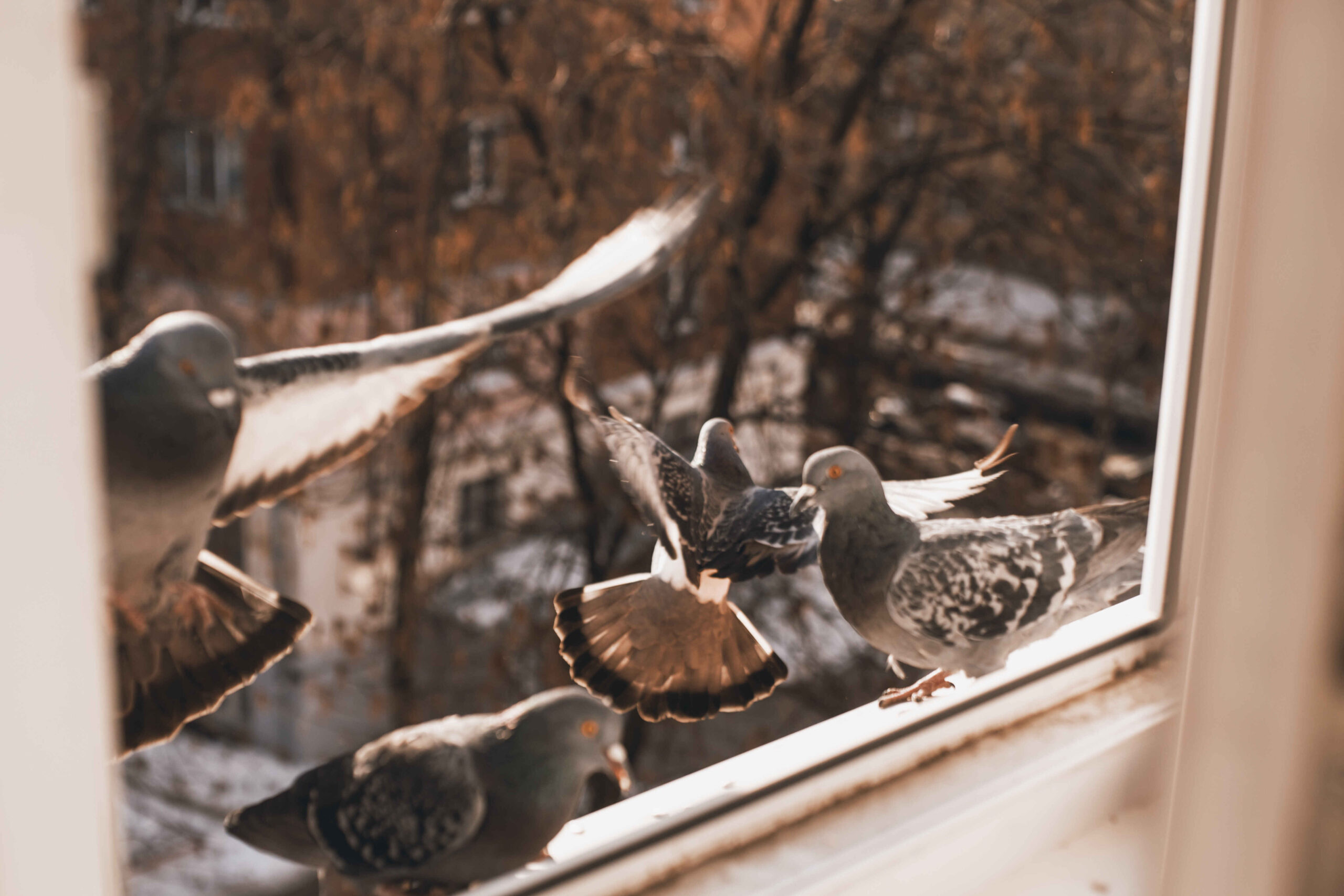 How to Stop Pigeons Sitting on My Window Ledge? 12 Easy Hacks