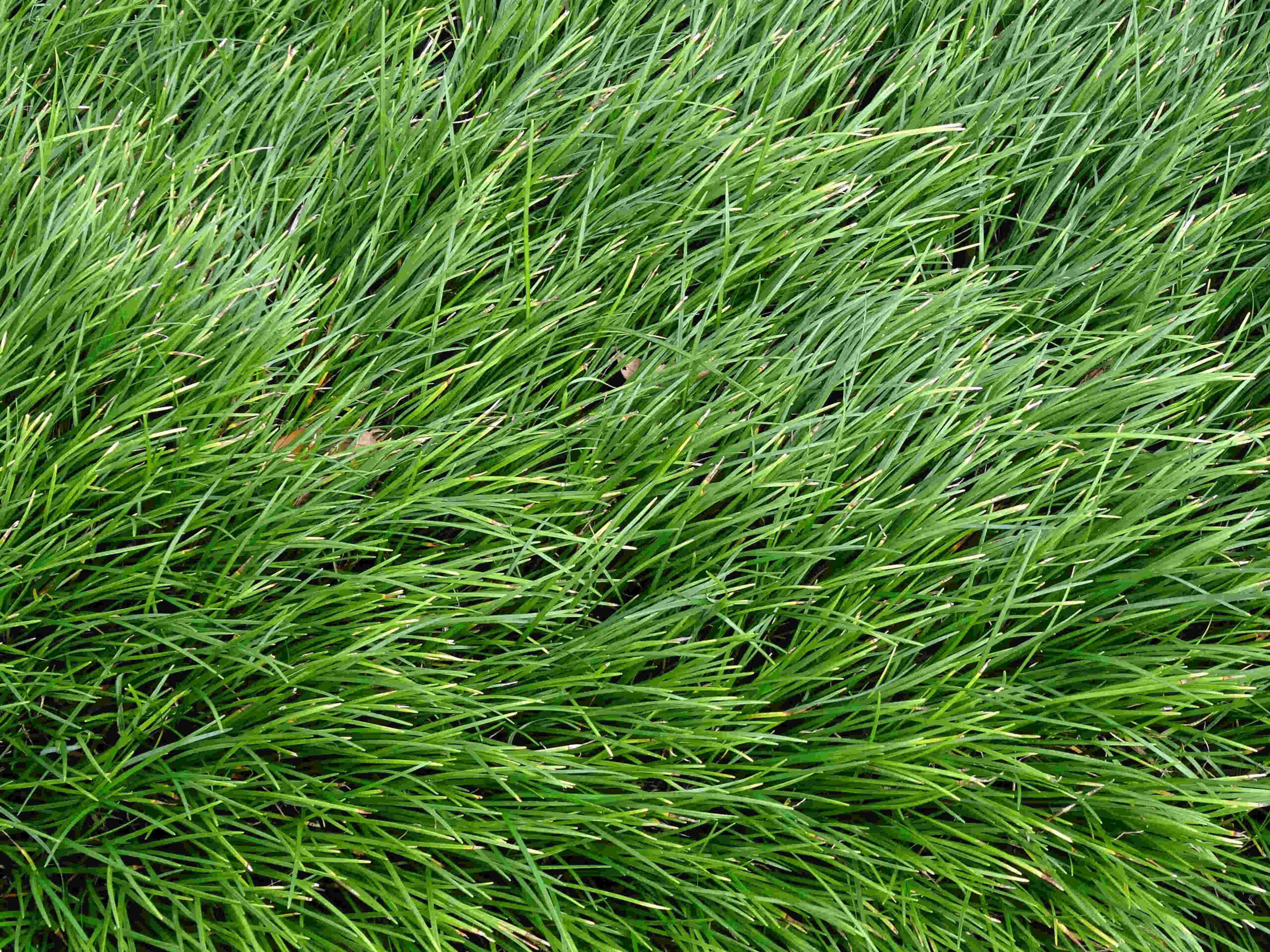 A No Mow Front Yard What Is It And Which Is Better