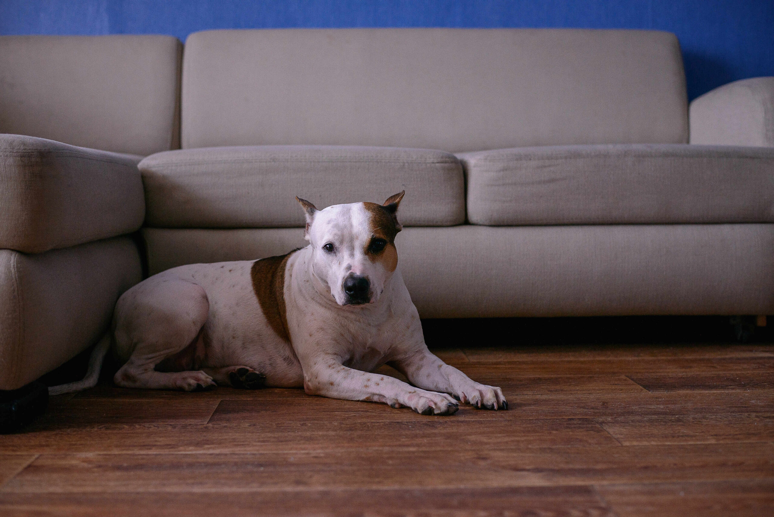 Will Steam Cleaning Hardwood Floors Kill Fleas? The Right Approach to Use