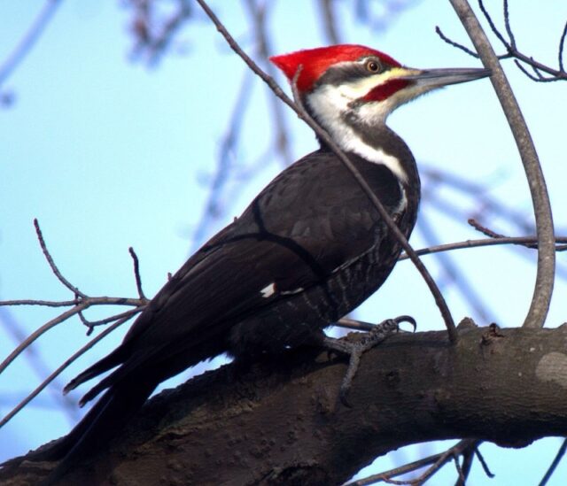 Are Woodpeckers Good to Have Around in Yard? (Are They Protected in