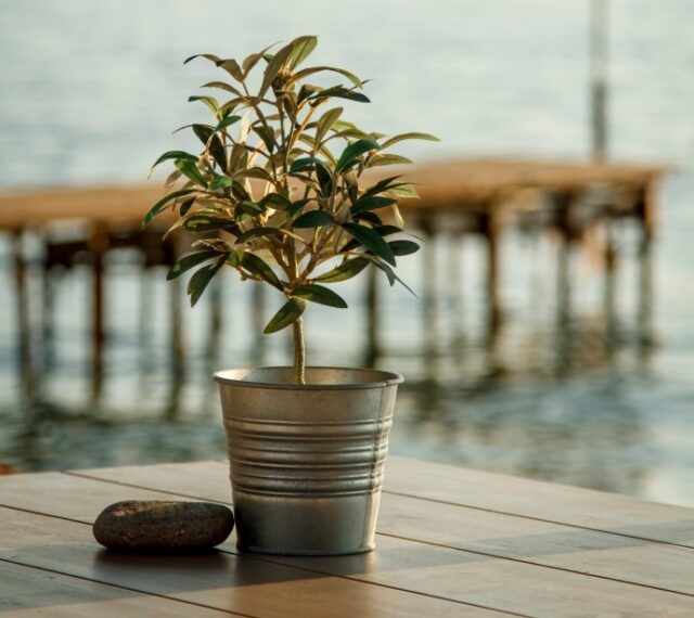 What Small Tropical Fruit Plants Can You Grow Indoors? Marina View Homes